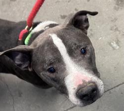 Shelter Stray Male Dog last seen , 4000 N Silverbell Rd, Tucson, AZ 85745, USA