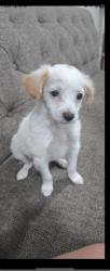 Found/Stray Female Dog last seen Fortuna and coors, Albuquerque, NM 87120