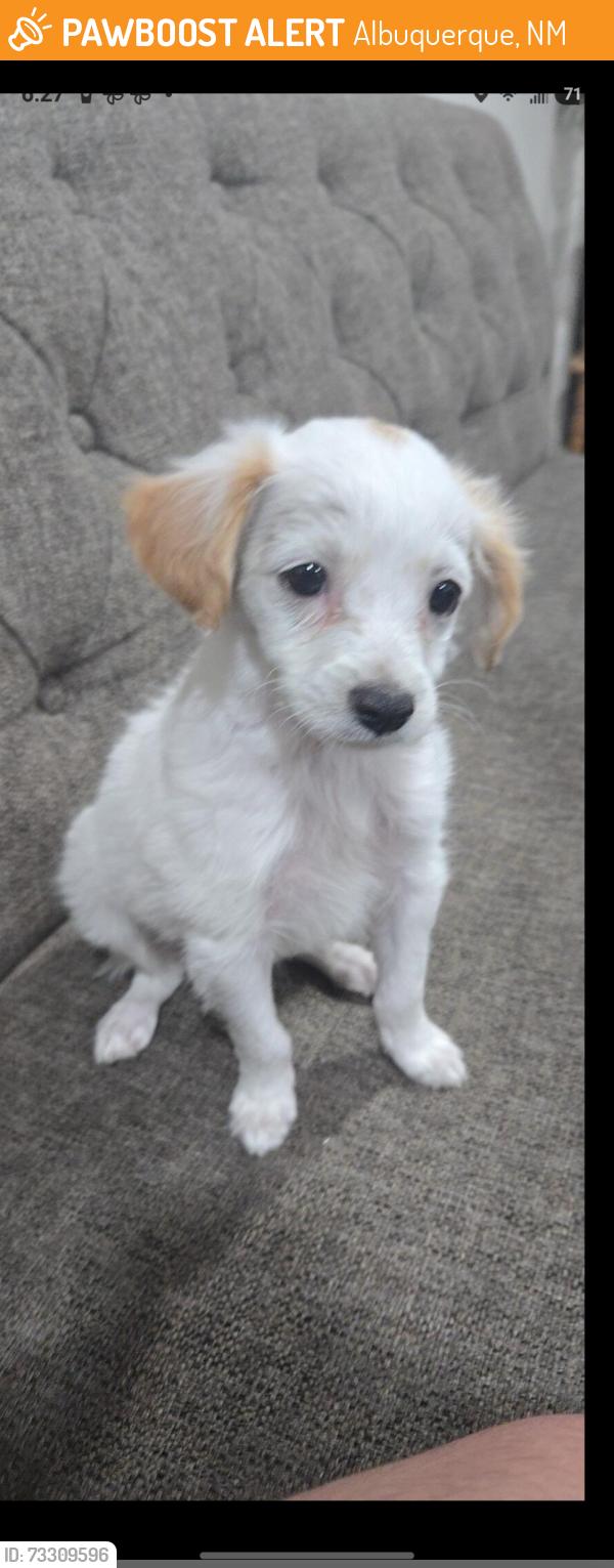 Found/Stray Female Dog last seen Fortuna and coors, Albuquerque, NM 87120