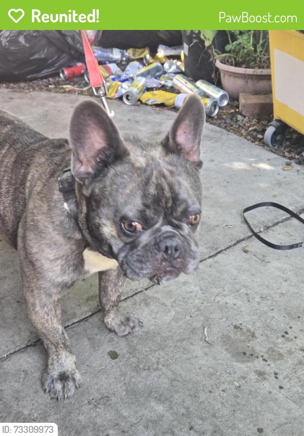 Reunited Male Dog last seen Lemon/valencia, Fullerton, CA 92832