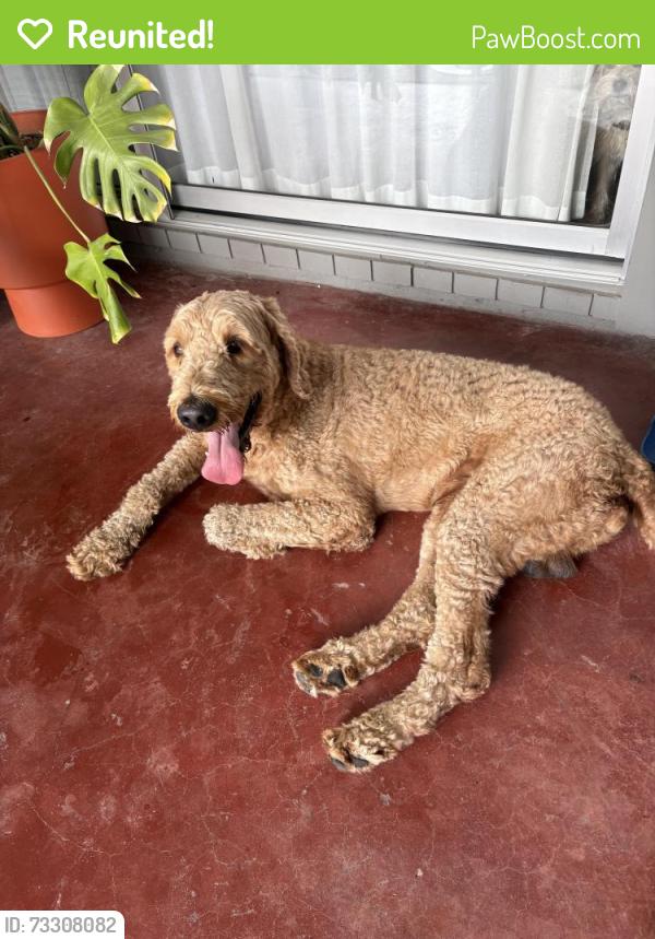 Reunited Male Dog last seen Cayton and Tipperary St, Houston, TX 77061