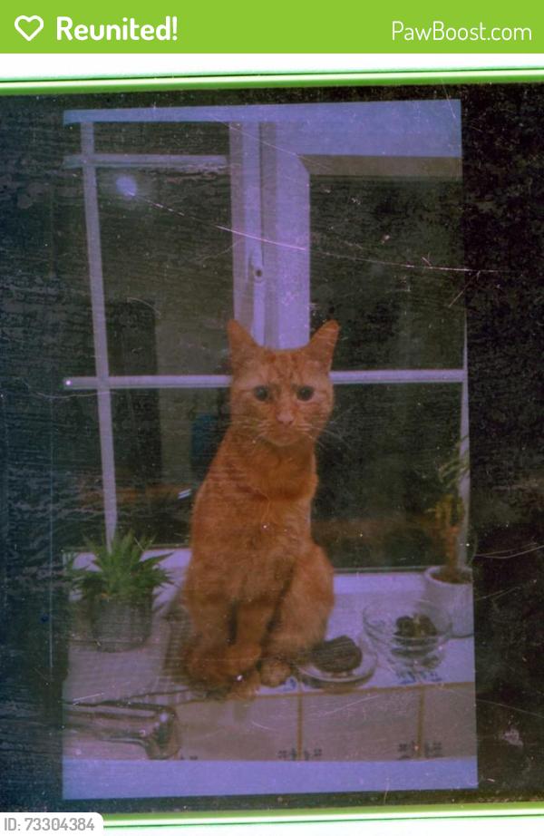 Reunited Male Cat last seen oakleigh crescent, Totton, England SO40 9AP