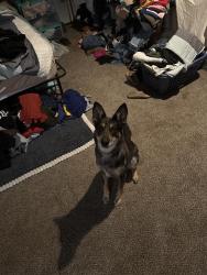 Found/Stray Female Dog last seen Brown bottom, Milford, OH 45150