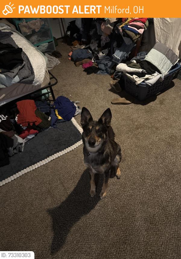 Found/Stray Female Dog last seen Brown bottom, Milford, OH 45150