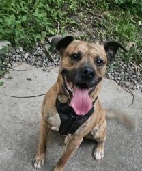 Lost Male Dog last seen Laurel Heights Drive and Zero Mull, Morganton, NC 28655