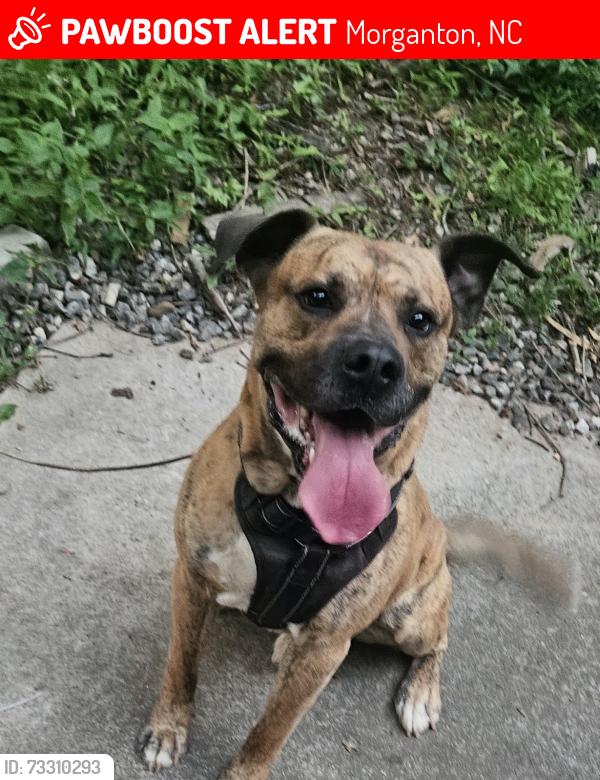 Lost Male Dog last seen Laurel Heights Drive and Zero Mull, Morganton, NC 28655