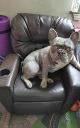 Lost Male Dog last seen Expo/Vermont Metro Station, Los Angeles, CA 90007