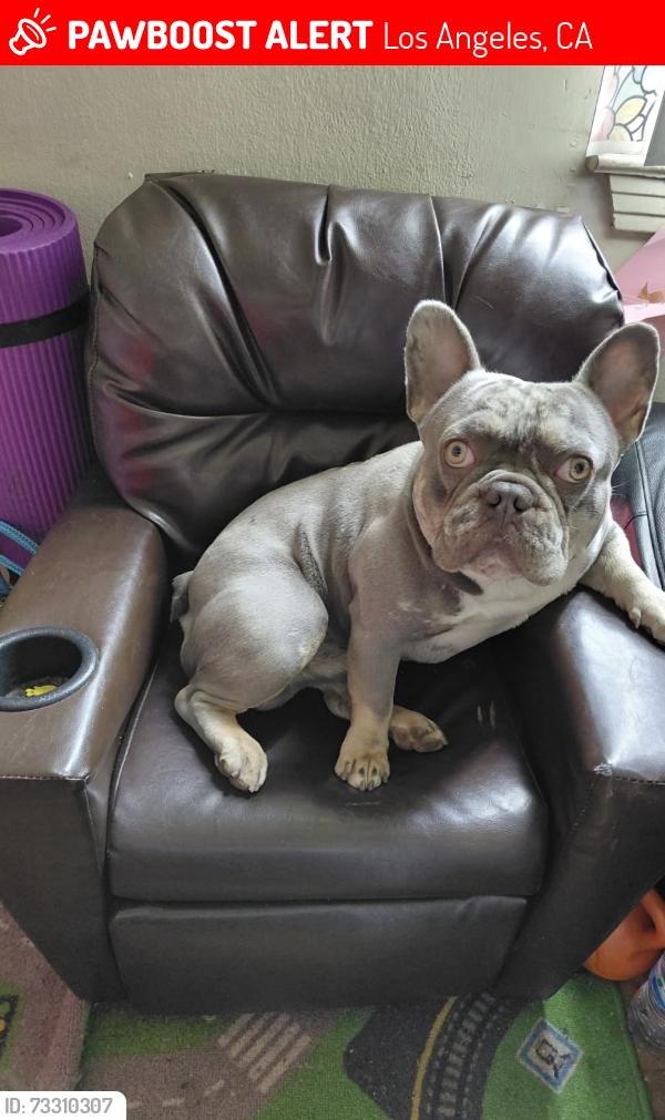 Lost Male Dog last seen Expo/Vermont Metro Station, Los Angeles, CA 90007