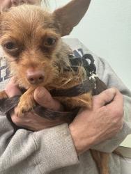 Found/Stray Unknown Dog last seen NE Prescott and 60th, Portland, OR 97218
