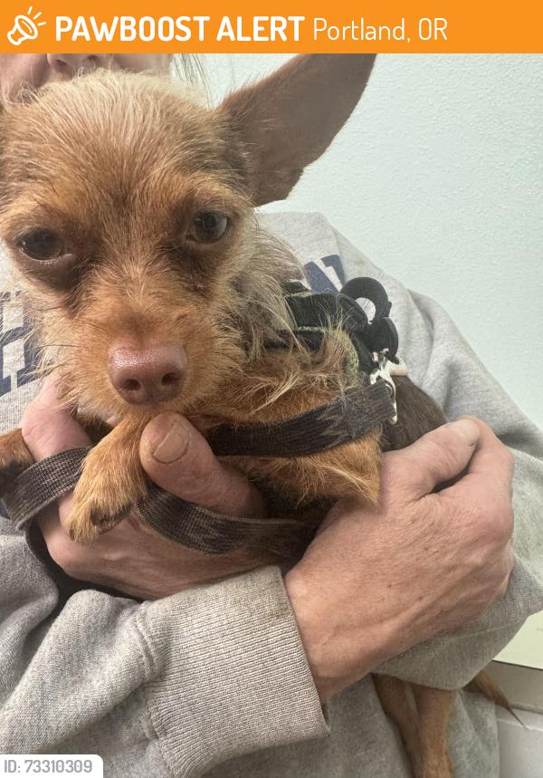 Found/Stray Unknown Dog last seen NE Prescott and 60th, Portland, OR 97218