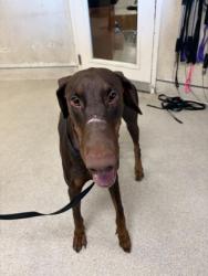 Shelter Stray Male Dog last seen BARON DR/MC CARTY, 6851 Van Buren Boulevard, Jurupa Valley, CA 92509, USA