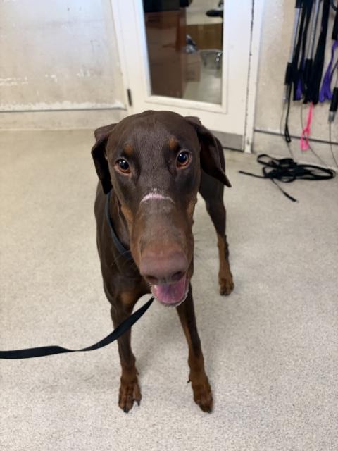 Shelter Stray Male Dog last seen BARON DR/MC CARTY, 6851 Van Buren Boulevard, Jurupa Valley, CA 92509, USA
