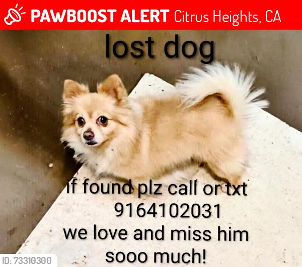 Lost Male Dog last seen Footman and carriage, Citrus Heights, CA 95621