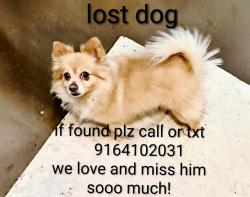 Lost Male Dog last seen Footman and carriage, Citrus Heights, CA 95621