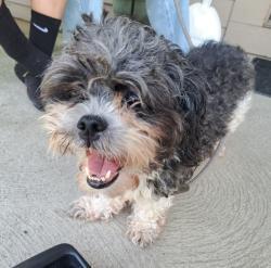 Reunited Female Dog last seen Neighborhood near East Franklin Elementary, Columbus, OH 43223