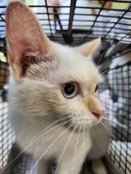 Shelter Stray Male Cat last seen Near BLOCK BASSWOOD DR, 4710 TX-151, San Antonio, TX 78227, USA