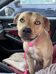 Shelter Stray Female Dog last seen 410/281, 4710 TX-151, San Antonio, TX 78227, USA