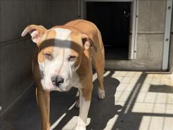 Shelter Stray Male Dog last seen , 957 N Gaffey St, San Pedro, CA 90731, USA