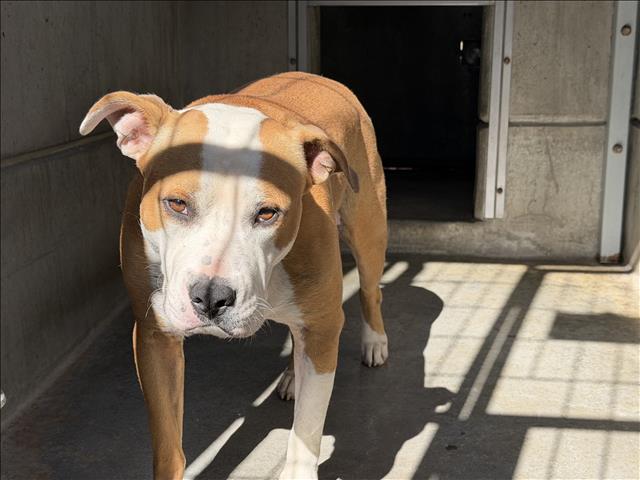 Shelter Stray Male Dog last seen , 957 N Gaffey St, San Pedro, CA 90731, USA