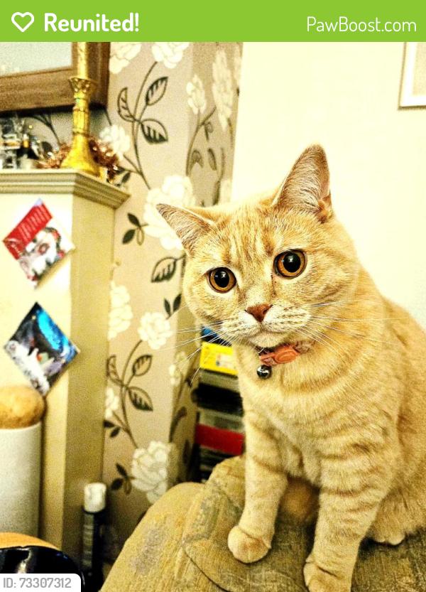 Reunited Female Cat last seen Pembroke avenue, Tyne and Wear, England SR3 2DQ