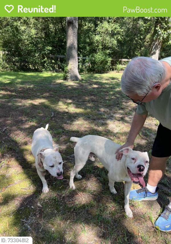 Reunited Male Dog last seen Church Rd. Saxapahaw, NC, Saxapahaw, NC 27253