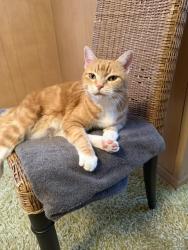Reunited Female Cat last seen E 77th Terrace and Lydia, Kansas City, MO 64131