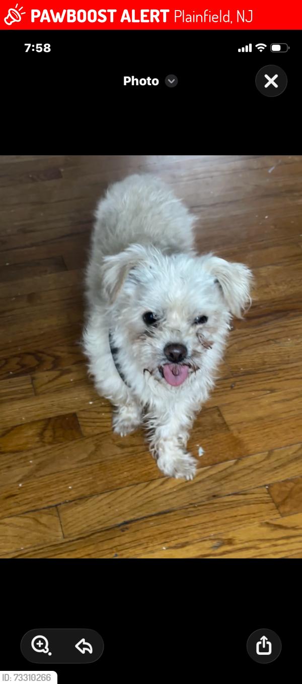 Lost Male Dog last seen New Jersey American Water, Plainfield, NJ 07060