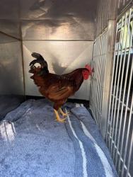 Shelter Stray Male Bird last seen ST CHARLES CO, 4850 Mid Rivers Mall Dr, St Peters, MO 63376, USA