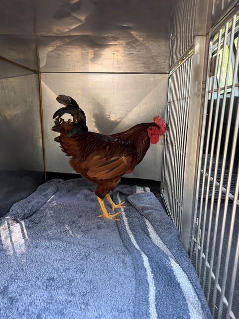 Shelter Stray Male Bird last seen ST CHARLES CO, 4850 Mid Rivers Mall Dr, St Peters, MO 63376, USA