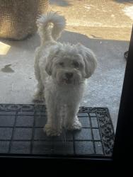 Found/Stray Male Dog last seen River oaks ln and Preston trail, Mesquite, TX 75150