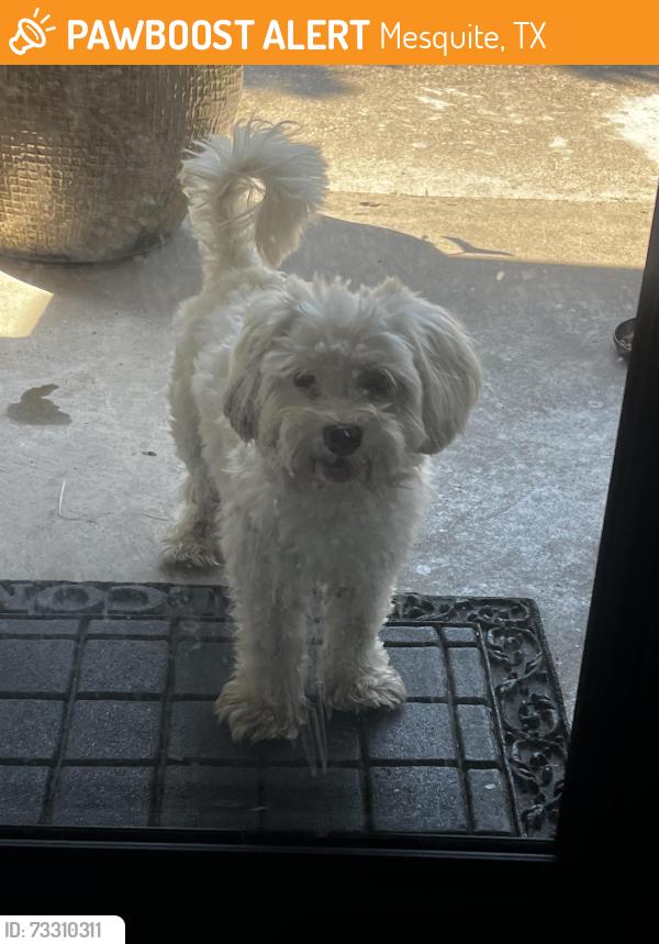 Found/Stray Male Dog last seen River oaks ln and Preston trail, Mesquite, TX 75150
