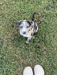 Found/Stray Male Dog last seen Unsure, Nashville, TN 37243
