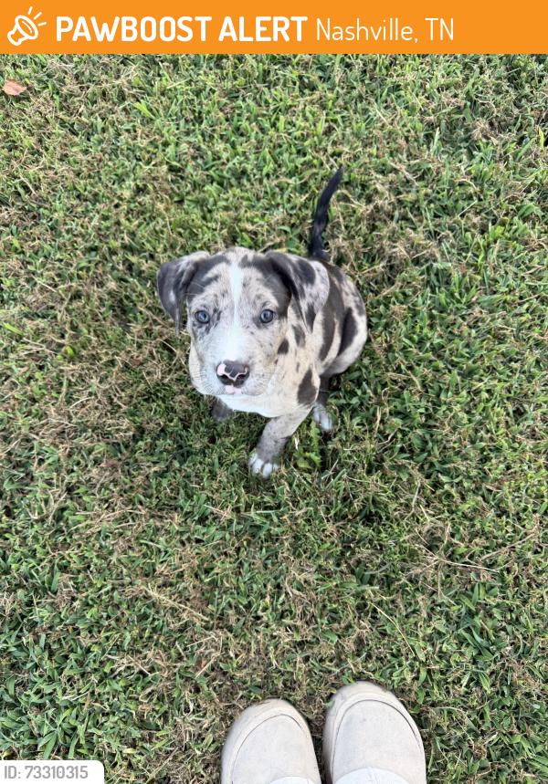 Found/Stray Male Dog last seen Unsure, Nashville, TN 37243