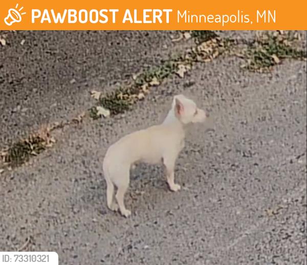 Found/Stray Unknown Dog last seen Kenwood parkway, Minneapolis, MN 55405