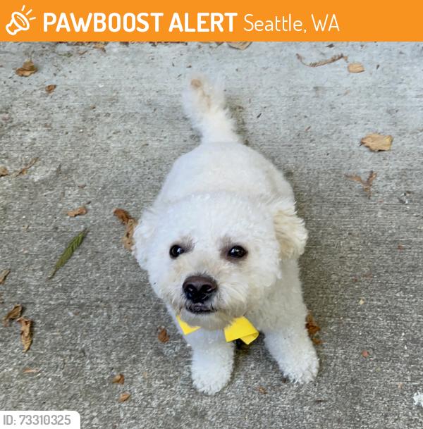 Found/Stray Male Dog last seen 11th Ave E and E Thomas in Capitol Hill, Seattle, WA 98102
