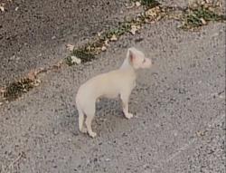 Found/Stray Unknown Dog last seen Kenwood parkway, Minneapolis, MN 55405
