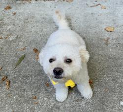 Found/Stray Male Dog last seen 11th Ave E and E Thomas in Capitol Hill, Seattle, WA 98102
