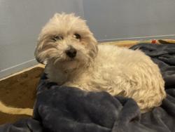 Reunited Female Dog last seen Los Feliz St and E Carey Ave, by Sunrise Mountain High School, Las Vegas, NV 89156