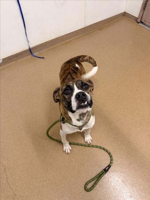 Shelter Stray Male Dog last seen MISSION BLVD/VALLE VISTA, 16 Barnes Ct, Hayward, CA 94544, USA
