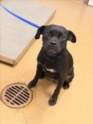 Shelter Stray Female Dog last seen MISSION BLVD/VALLE VISTA, 16 Barnes Ct, Hayward, CA 94544, USA