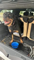 Reunited Female Dog last seen Grinell and S Powers, Colorado Springs, CO 80916