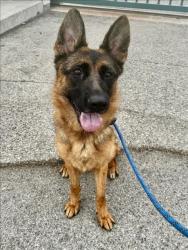 Shelter Stray Female Dog last seen , West Valley Animal Shelter, 20655 Plummer St, Chatsworth, CA 91311, USA