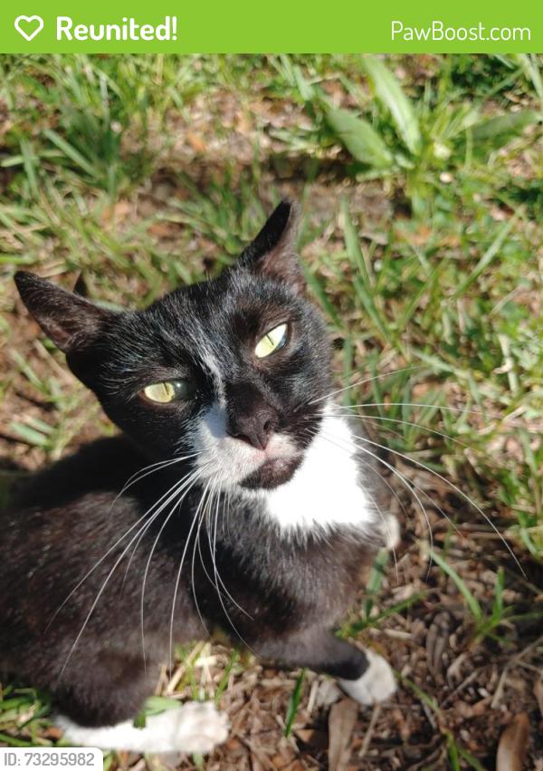 Reunited Female Cat last seen Deer Run Dr, Lake Wales, FL 33898