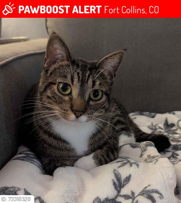 Lost Male Cat last seen S Taft Hill Road & W Trilby Road, Fort Collins, CO 80526