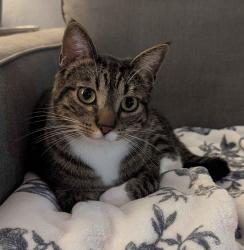 Lost Male Cat last seen S Taft Hill Road & W Trilby Road, Fort Collins, CO 80526