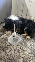 Reunited Male Dog last seen Waterview Rd 73170, Oklahoma City, OK 73170