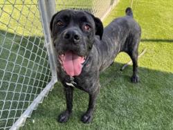 Shelter Stray Female Dog last seen , 3201 Lacy St, Los Angeles, CA 90031, USA