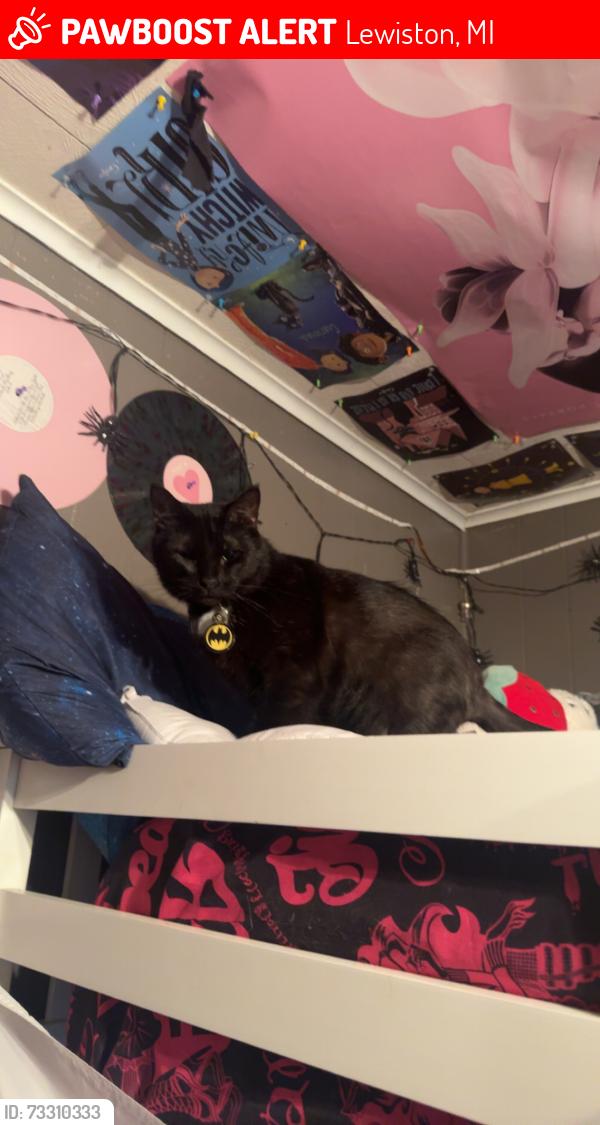 Lost Male Cat last seen Wolf lake drive, Lewiston, MI 49756