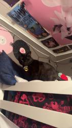 Lost Male Cat last seen Wolf lake drive, Lewiston, MI 49756