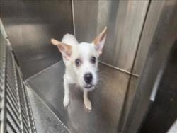 Shelter Stray Male Dog last seen , 3201 Lacy St, Los Angeles, CA 90031, USA